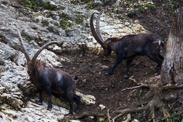 Alpine ibex (Capra ibex) in natural environment, Austria, Europe