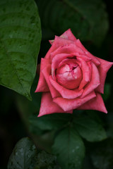red rose with water drops