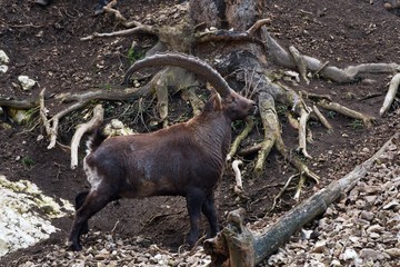 Alpine ibex (Capra ibex) in natural environment, Austria, Europe