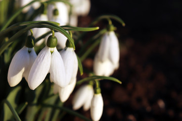 Snowdrops blooming in sunlight. First spring flowers in the forest	