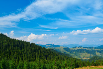 wild nature, summer landscape in carpathian mountains, wildflowers and meadow, spruces on hills, beautiful cloudy sky