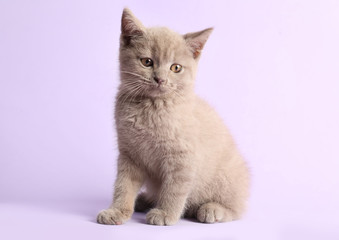 Scottish straight baby cat on pale violet background