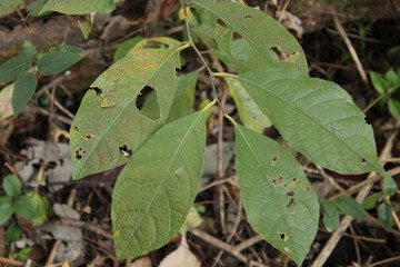 leaves with insect bites