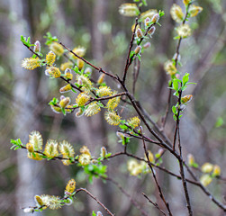 Flower buds on branches over blured tree one bright spring afternoon