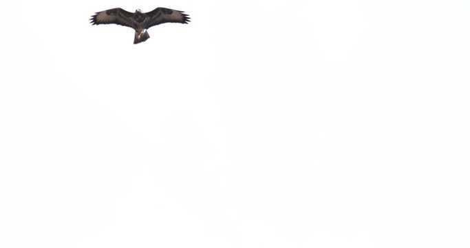 Wild Buzzard Bird Of Pray Fling In Sky