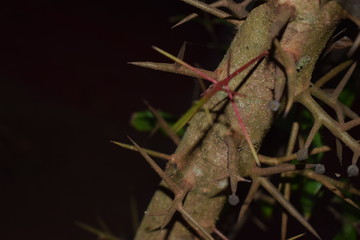 Nature speaks for the heart