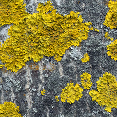 texture of the brown bark of a tree with yellow moss and lichen on it.