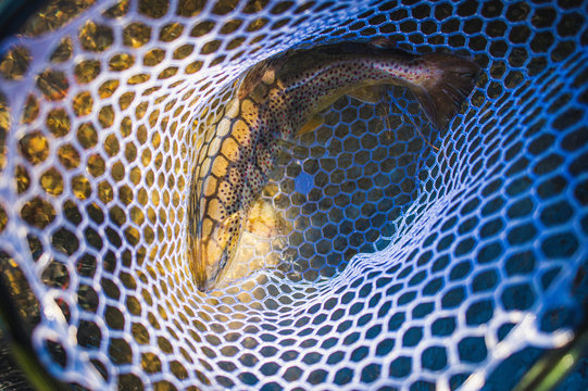 A large brown trout swims in a fishing net in Maine