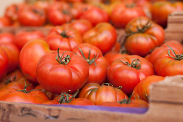 lots of tomatoes on a branch on counter