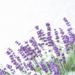 View of lavender in purple on a white background. The concept of the holiday, plants, background, garden, landscape design