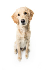 beautiful young Golden Retriever Portrait isolated on white