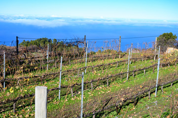 Fototapeta na wymiar Terraced vineyards located above clouds level on mountains slopes near village Puntagorda, north wine production region on La Palma island, Canary, Spain