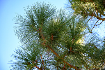Soft long green needles of Canary pine tree close up