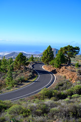 Driving cat on volcano Mount Teide, Tenerife island, Canary, Spain