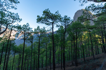 Scenic view on Caldera de Taburiente with green pine forest, ravines and rocky mountains near viewpoint Cumbrecita, La Palma, Canary islands, Spain