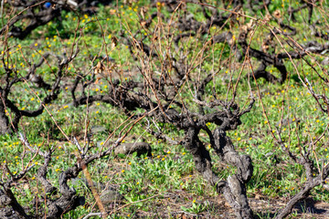 Terraced vineyards located on mountains slopes near village Fuencaliente, south wine production region on La Palma island, Canary, Spain