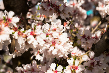 Obraz premium blooming peach trees in spring