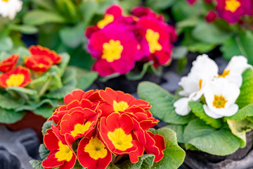 Primroses. Beautiful colorful flowers sold on outdoor flower shop.