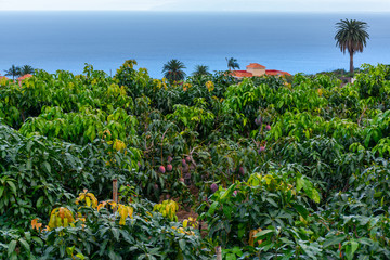 Fototapeta na wymiar Eco farming on La Palma island, plantations with organic mango trees with sweet ripe mango fruits ready for harvest, Canary islands, Spain