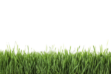 Fototapeta premium Fresh green grass on white background. Spring season