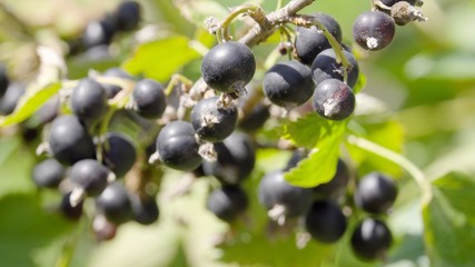 black currant on a branch