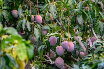 Eco farming on La Palma island, plantations with organic mango trees with sweet ripe mango fruits...