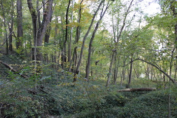 Fototapeta premium forest creek