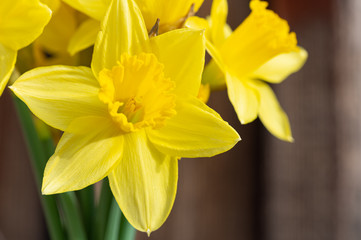 Close up of a bunch of bright yellow tulips in of a rustic wooden background.
