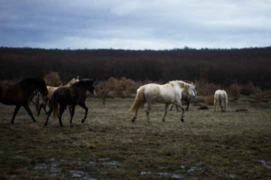 group of wild horses galloping through the bush