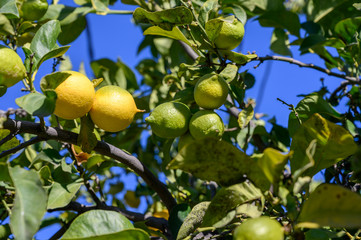 Yellow lemons citrus fruits hanging on lemon tree ready for harvest
