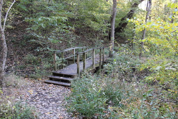 wooden bridge in forest