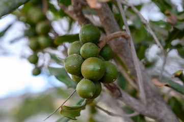 Evergreen macadamia free with ripe green nuts in shell ready for harvest