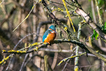 Female kingfisher (Alcedo atthis)