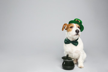 Jack Russell terrier with leprechaun hat, bow tie and pot on light grey background, space for text....