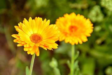 Orange calendula flower on blurred background of vegetation in garden.
