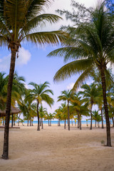Fototapeta na wymiar Karibischer Strand mit Palmen