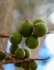 Evergreen macadamia free with ripe green nuts in shell ready for harvest