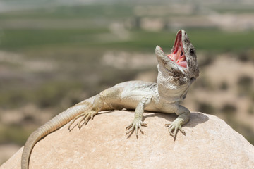 Adult male Sierra Nevada Ocellated Lizard (Timon nevadensis)