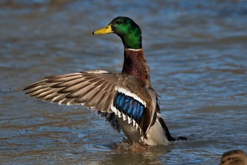 Wild ducks in mating season in danube lake, Slovakia, Europe