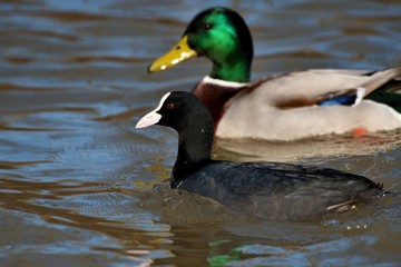 Wild ducks in mating season in danube lake, Slovakia, Europe