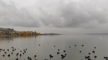 lake and cormorants and ducks, seagull