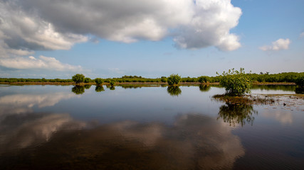 Mangroven in der Karibik - Belize