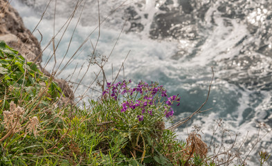 fleurs en bord de mer