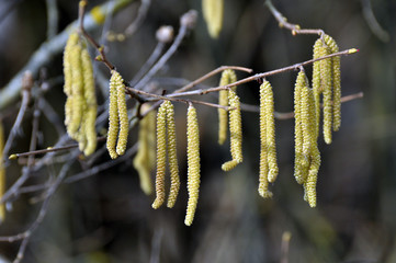 In the spring, hazel (Corylus avellana) blooms in the forest