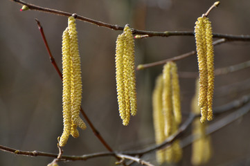 In the spring, hazel (Corylus avellana) blooms in the forest