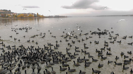 lake and cormorants and ducks, seagull
