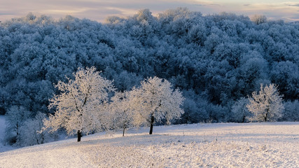 winter landscape with snowy trees and blue sky in sunrise