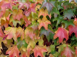Boston ivy in autumn