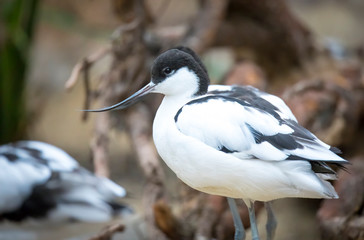Beautiful pied avocet, Recurvirostra avosetta on the waters of the Bay of Cadiz