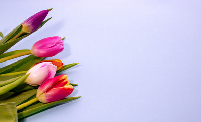 White background with decor of pink tulip flowers.space for text.